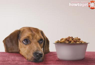Почему собака отказывается от сухого корма: физиологические и психологические причины