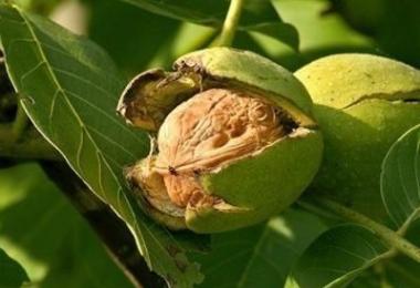 Грецкий орех выращивание обрезка лечебные и полезные свойства Домашнее растение ореховое дерево как ухаживать